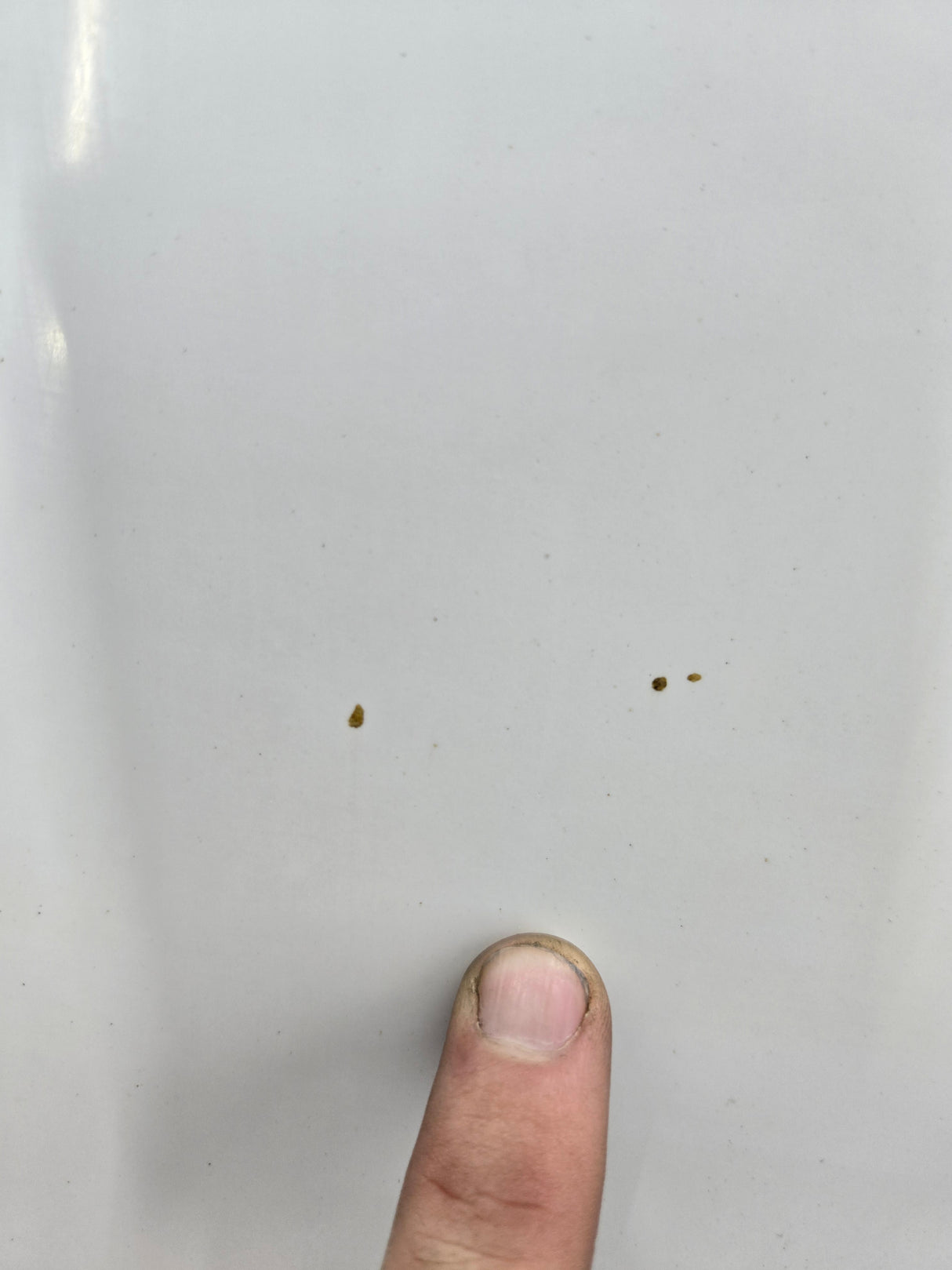 1999-2007 Ford Super Duty Hood F250 F350 F450 F550 - Oxford White