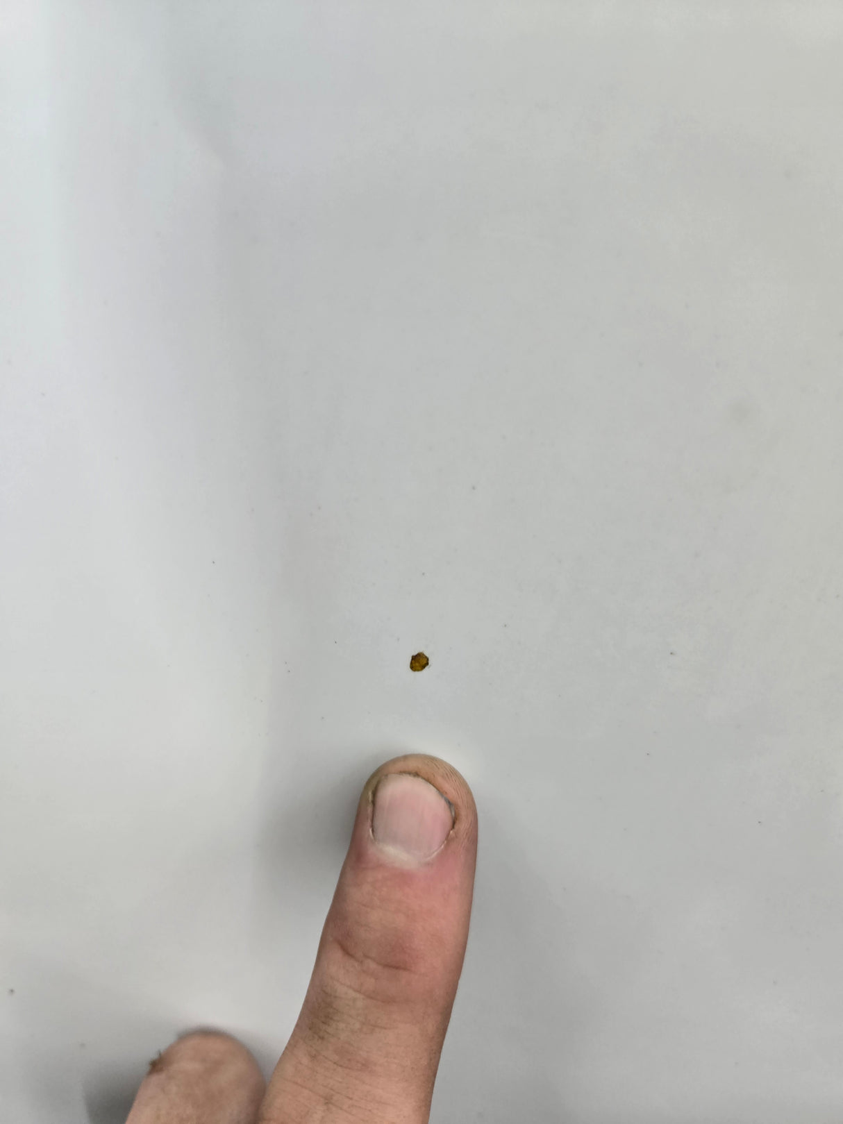 1999-2007 Ford Super Duty Hood F250 F350 F450 F550 - Oxford White