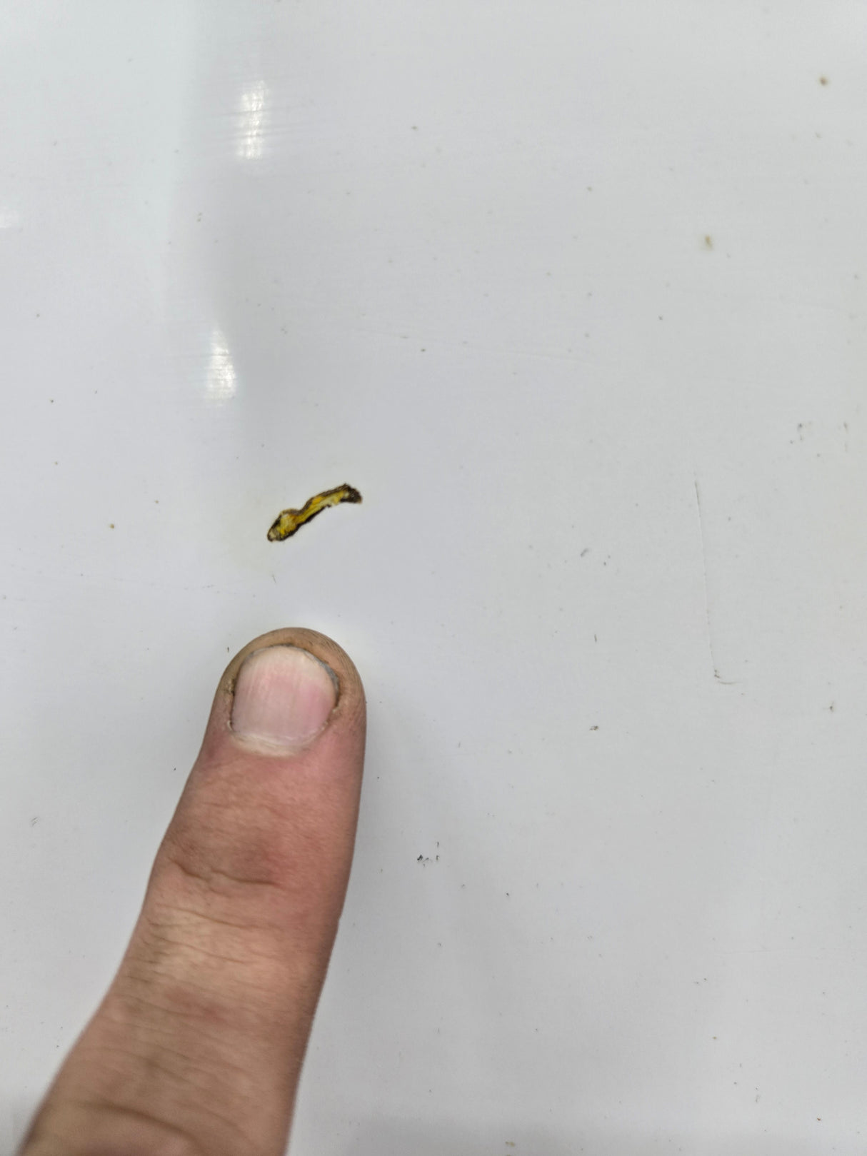 1999-2007 Ford Super Duty Hood F250 F350 F450 F550 - Oxford White