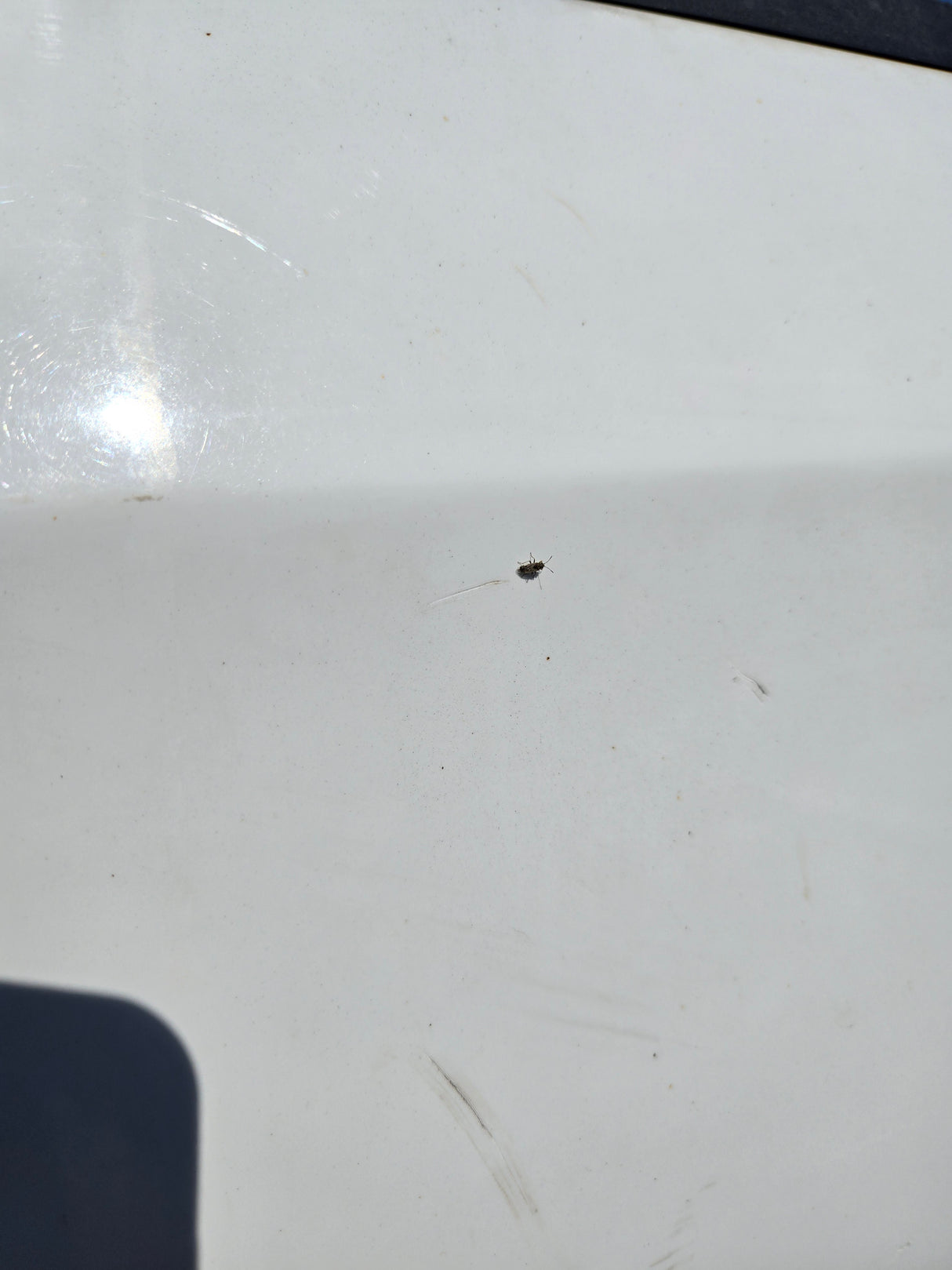 2019-2025 Chevrolet Silverado 1500 8' Long Truck Bed - White