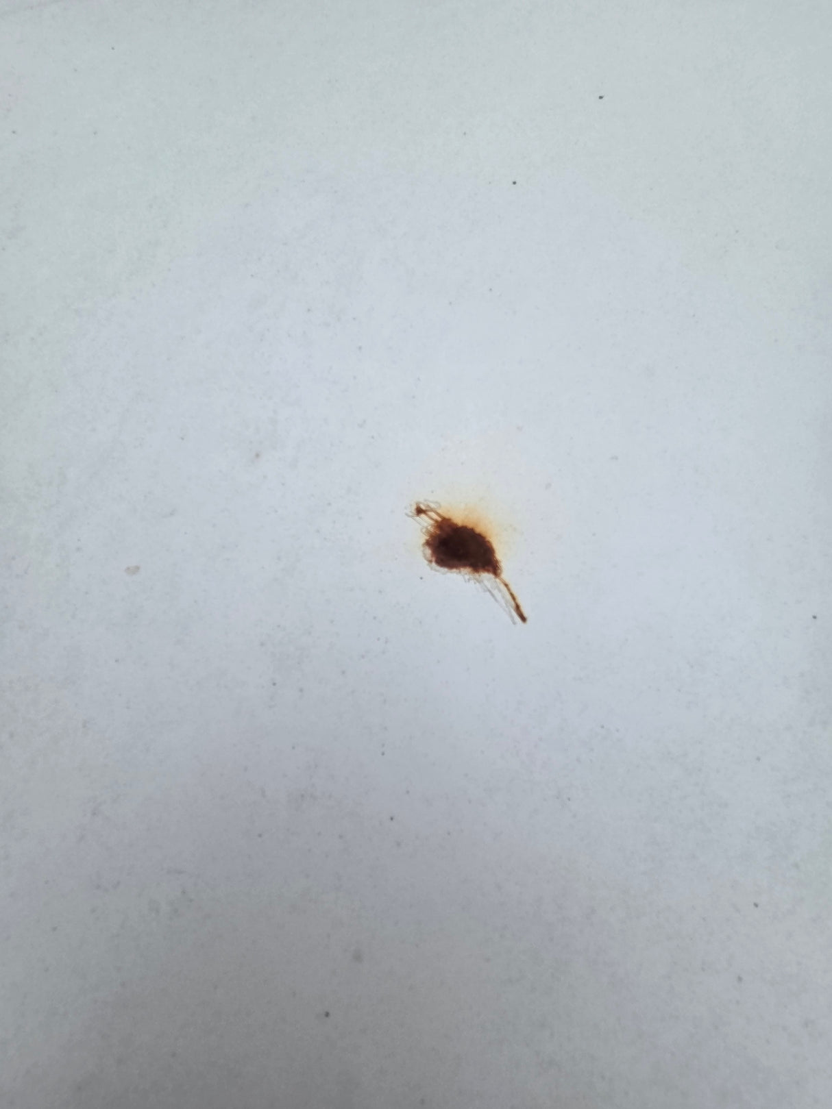 1999-2007 Ford Super Duty F250 F350 F450 F550 2 Door Regular Cab