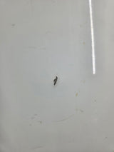 2007-2012 Jeep Wrangler Hood