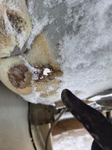 1999-2010 Ford F250 F350 Super Duty 8' Long Truck Bed