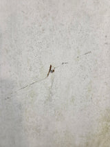 1997-2003 Ford F150 8' Long Bed - White