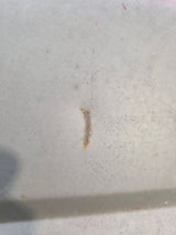 1980-1986 Ford F100 F150 F250 F350 6' 9" Short Bed