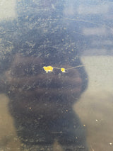 1994-1996 Dodge Dakota 2nd Gen 6' 6" Short Truck Bed