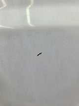 1999-2010 Ford Super Duty F250 F350 6' 9" Short Truck Bed