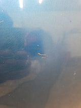 2001-2004 Nissan Frontier Long Bed Truck Bed 6' 2"