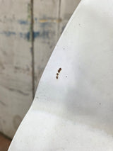 1994-2002 Dodge Ram 2nd Gen LH Driver Side Front Regular Cab / 2 door Extended Cab Door 1500 2500 3500 ROUND CORNER - White